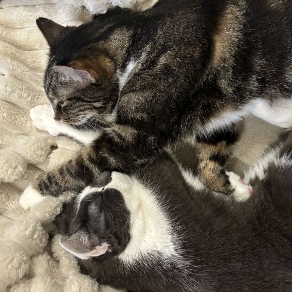 Charlie, Taro uit Haarlem zoekt een Kattenoppas