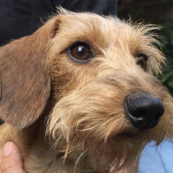 Sophie uit Amsterdam zoekt een Hondenoppas