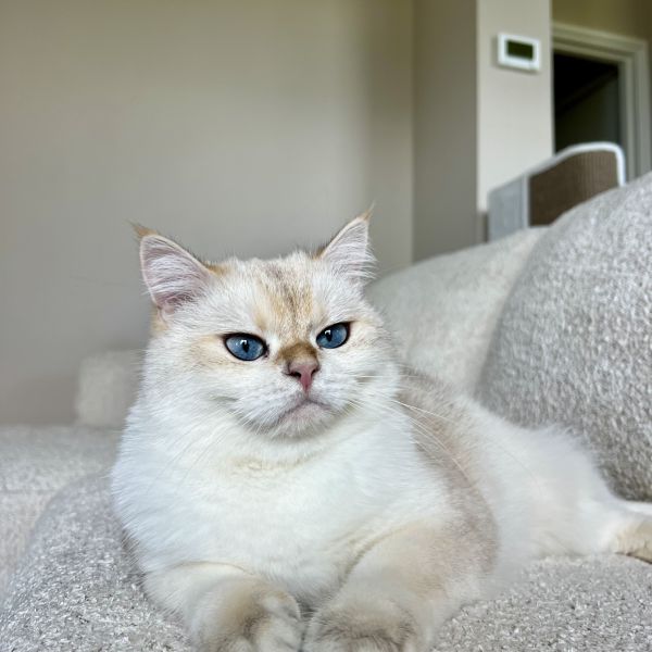 George, Léo uit Apeldoorn zoekt een Kattenoppas