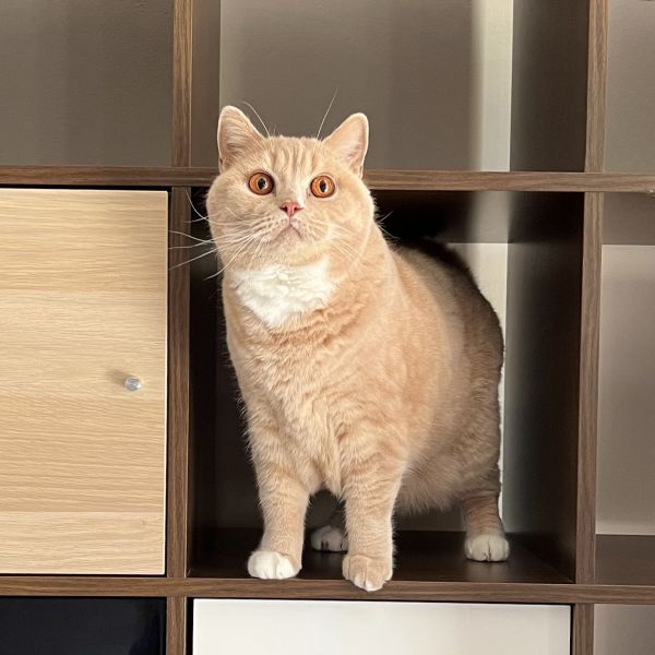 Boris uit Bunschoten-Spakenburg zoekt een Kattenoppas