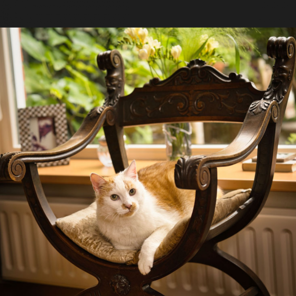 Sjors uit Gorinchem zoekt een Kattenoppas
