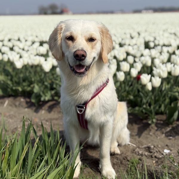 Huisdierenoppas Romy uit Middelharnis