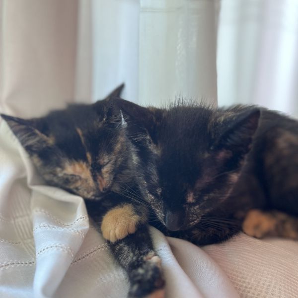 Momo, Appa, Nora uit Hoogeveen zoekt een huisdierenoppas