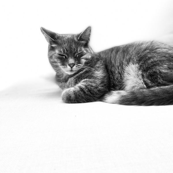 Huisdierenoppas Maud uit Zwaag