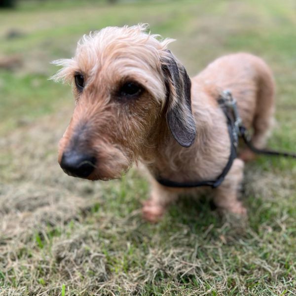 Eefje, Lieve uit Oisterwijk zoekt een Hondenoppas