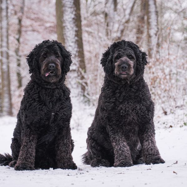 Luna, Nora uit Eibergen zoekt een Hondenoppas