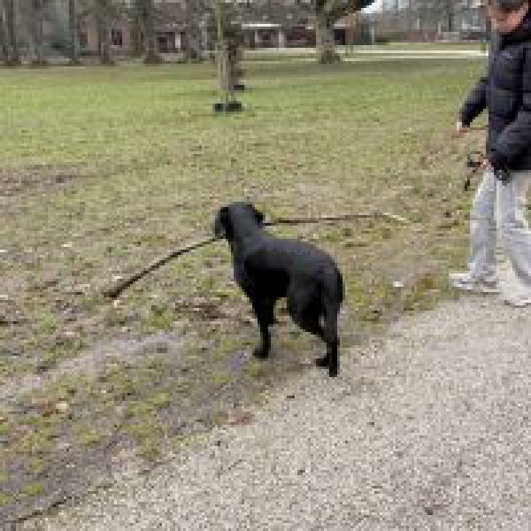 Hondenoppas Faas uit Nijmegen