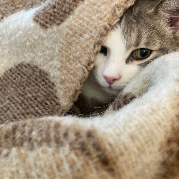 Witlof uit Megen zoekt een Kattenoppas
