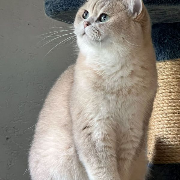 Poezenfamilie, Poezenfamilie + uit Kerkrade zoekt een Kattenoppas
