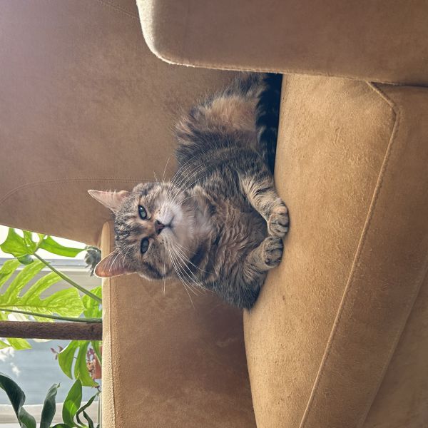 Teddy uit Kampen zoekt een Kattenoppas
