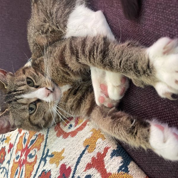 Merel uit Utrecht zoekt een Kattenoppas