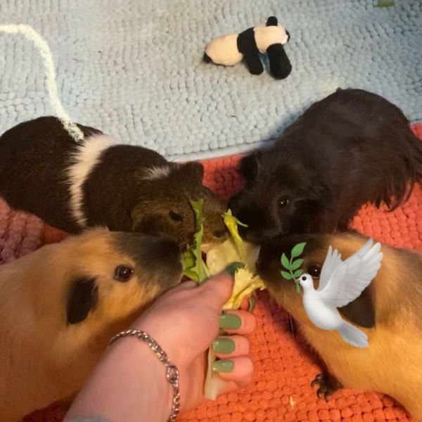 Sweety/Lily/Billy, Mozes Emmanuel uit Landsmeer zoekt een Knaagdierenoppas