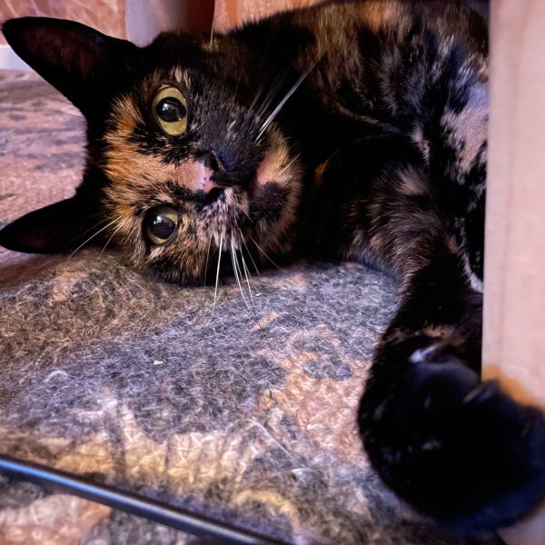 Kattenoppas Lianne uit Joure