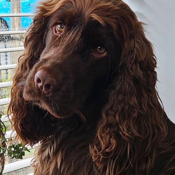 Ozzy uit Geleen zoekt een Hondenoppas