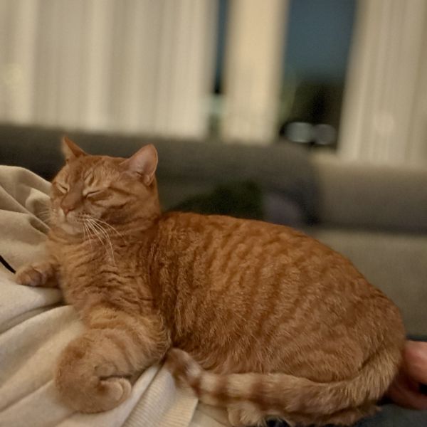 Senna, Syra uit Capelle Aan Den Ijssel zoekt een Kattenoppas