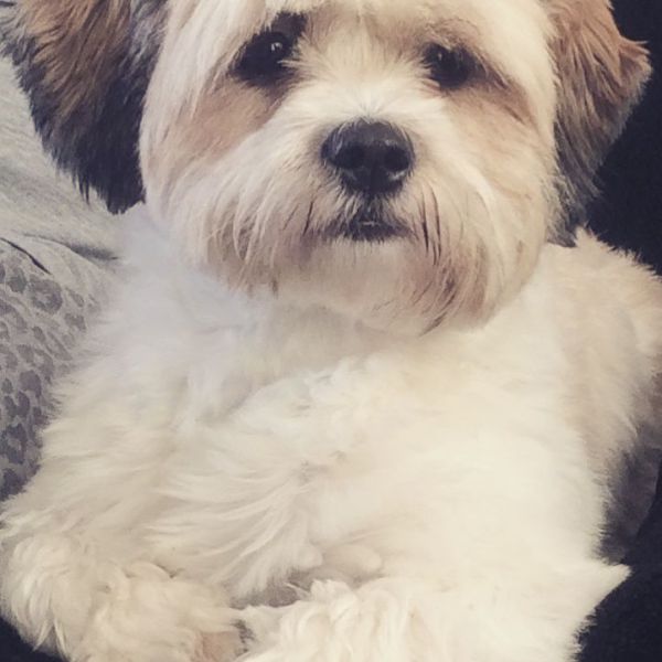 Ushi uit Krimpen Aan Den Ijssel zoekt een Hondenoppas