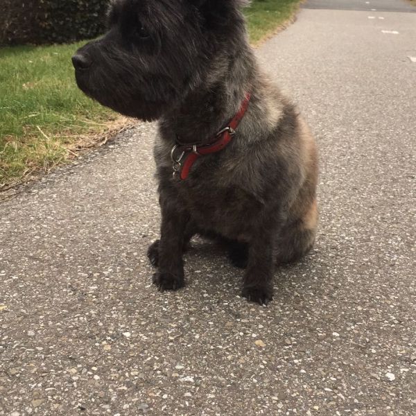 Joy uit Mijdrecht zoekt een Hondenoppas