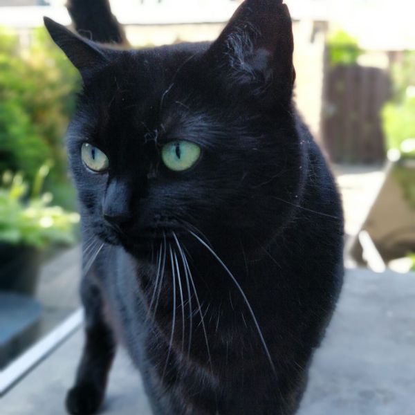 Kat uit Leerdam zoekt een Kattenoppas