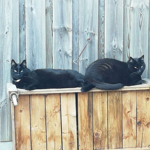 Biez, Buca uit Tilburg zoekt een Kattenoppas