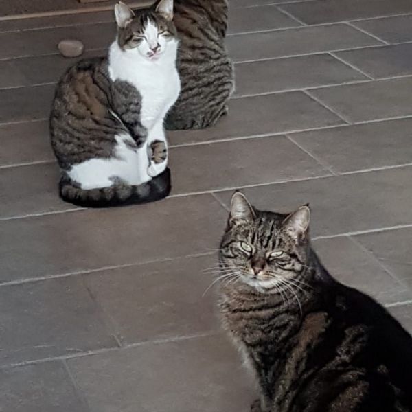 Bram, Koos en Emmy uit Amersfoort zoekt een Kattenoppas