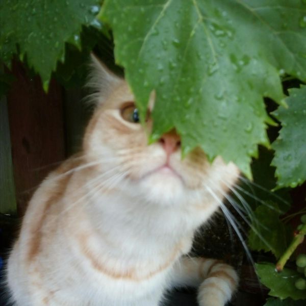 Bowie uit Delft zoekt een Kattenoppas