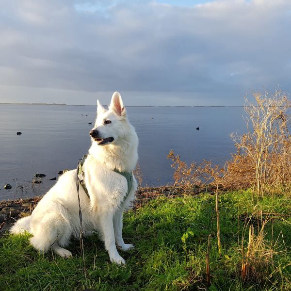 Juno uit Erichem zoekt een Hondenoppas