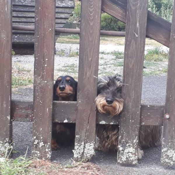 Hondenoppas Tamira uit Millingen Aan De Rijn