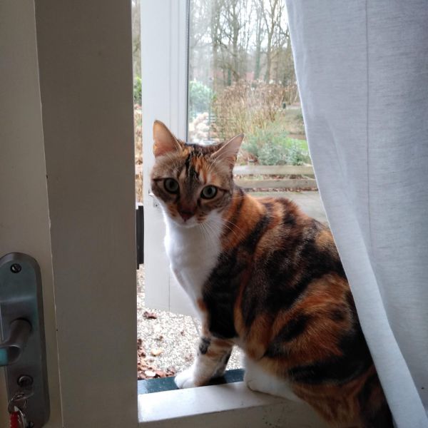 Mimi uit Doorn zoekt een Kattenoppas