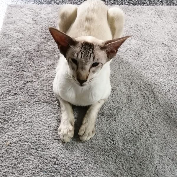 Jamie uit Leek zoekt een Kattenoppas