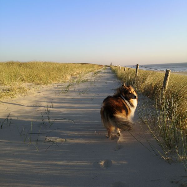 Ceara uit Egmond Aan Zee zoekt een Hondenoppas