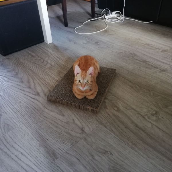 Huisdierenoppas Kimberley uit Emmen