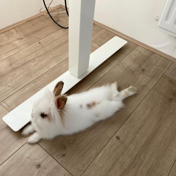 Omani uit Den Haag zoekt een Knaagdierenoppas