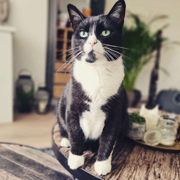 Baboo uit Alkmaar zoekt een Kattenoppas