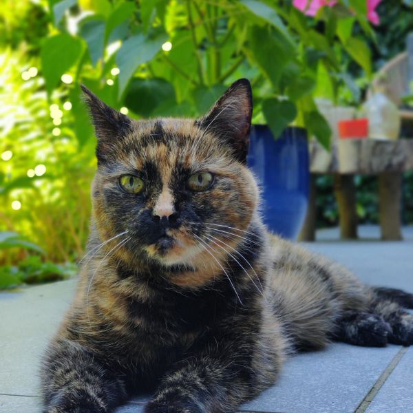 Nicky uit Zeist zoekt een Kattenoppas