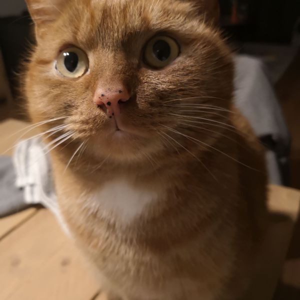 Sjef uit Druten zoekt een Kattenoppas