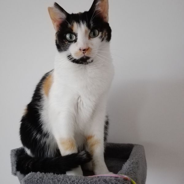 Ruby uit 'S-Hertogenbosch zoekt een Kattenoppas