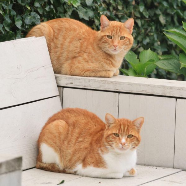 Garfield, Tijger uit Naarden zoekt een Kattenoppas