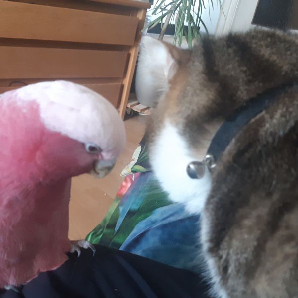 Macho, Paco, Bonita uit Den Haag zoekt een huisdierenoppas