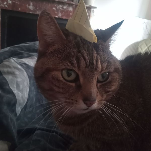 Evey uit Rotterdam zoekt een Kattenoppas