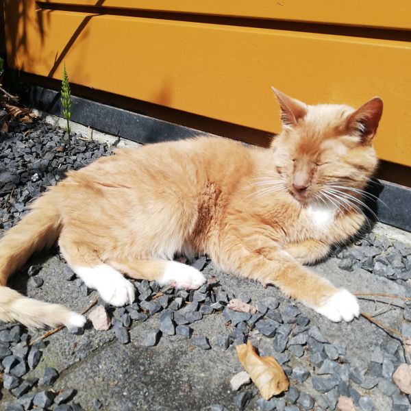 Tooske uit Vleuten zoekt een Kattenoppas