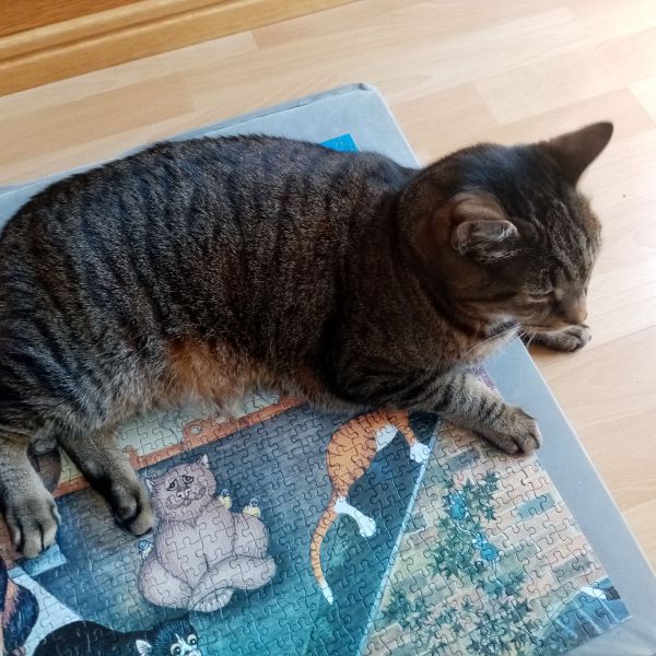 Tommie uit Steenwijk zoekt een Kattenoppas