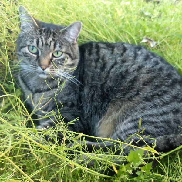 Jacky uit Kampen, Overijssel zoekt een Kattenoppas