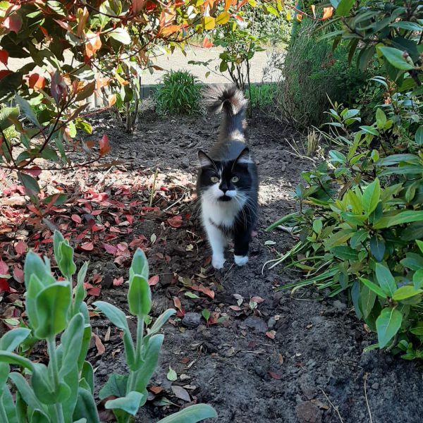 Huisdierenoppas Rina uit Leusden