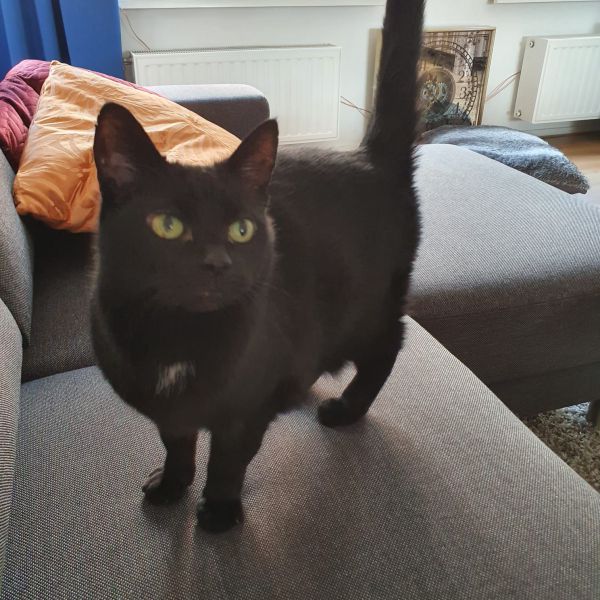 Bijou uit Bergeijk zoekt een Kattenoppas