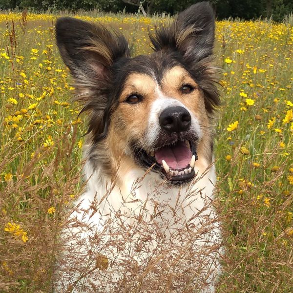 Lucky uit Oosterwolde zoekt een Hondenoppas