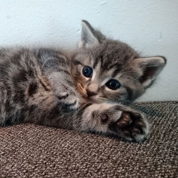 Muis uit De Meern zoekt een Kattenoppas