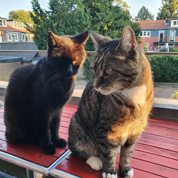 Huisdierenoppas Monique uit Hilversum