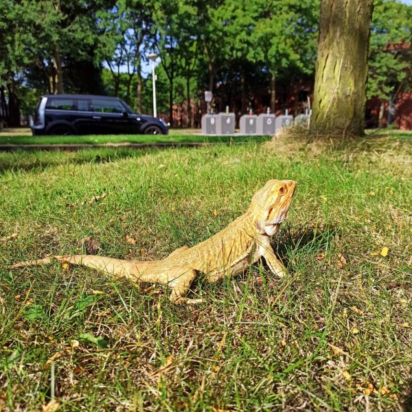 Esshra uit Amsterdam zoekt een Reptielenoppas