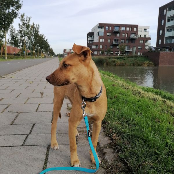 Elvis uit Elst, Gld zoekt een Hondenoppas