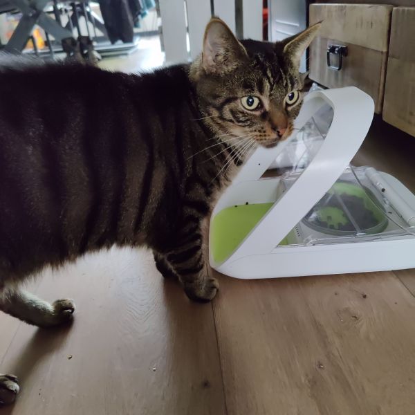 Bandit, Rebbel, Shadow uit Helmond zoekt een Kattenoppas